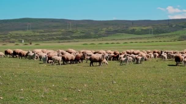 Sheep Graze Pasture Selective Focus Animal — Vídeos de Stock