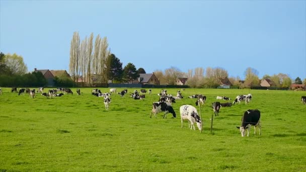 Krowy Pasą Się Pastwisku Wybiórcze Skupienie Zwierzęta — Wideo stockowe