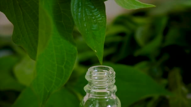 Extracto Hierbas Una Botella Enfoque Selectivo Naturaleza — Vídeos de Stock