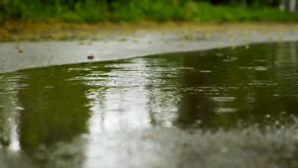 Дощ Впадає Калюжі Вибірковий Фокус Природа — стокове відео