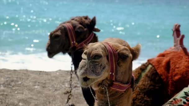 Cammelli Sulla Spiaggia Vicino Mare Focus Selettivo Natura — Video Stock