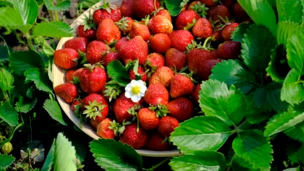정원에서 딸기를 수확하는 선택적 집중입니다 — 비디오