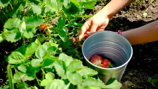 Niño Cosecha Fresas Jardín Enfoque Selectivo Comida — Vídeos de Stock