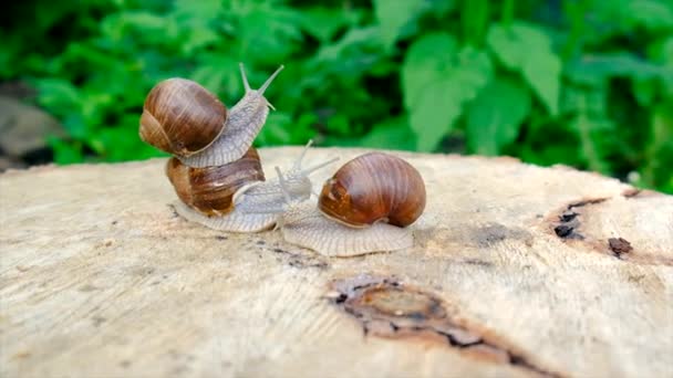 Los Caracoles Arrastran Sobre Árbol Enfoque Selectivo Animal — Vídeos de Stock