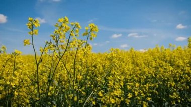 Erkek bir çiftçinin eliyle büyük bir hardal tarlası. Seçici odaklanma. Doğa.