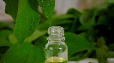 Şişedeki bitkisel özü. Seçici odaklanma. Doğa.