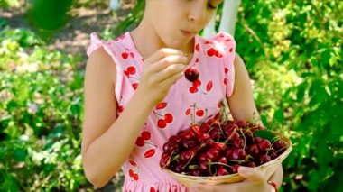 Bir çocuk bahçede kiraz topluyor. Seçici odaklanma. Yiyecek..