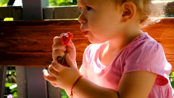 Дитина Їсть Вишні Саду Вибірковий Фокус Їжа — стокове відео