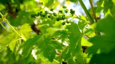 Bahçede üzümler çiçek açar. Seçici odaklanma. Doğa.