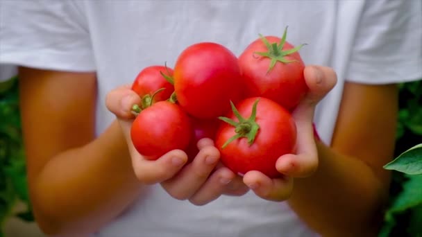 Bambino Raccoglie Pomodori Giardino Concentrazione Selettiva Natura — Video Stock