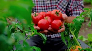 Çiftçi adam bahçede domates topluyor. Seçici odaklanma. Doğa.