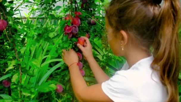 Ein Kind Pflückt Garten Pflaumen Selektiver Fokus Kind — Stockvideo