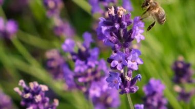 Bahçede çiçek açan lavantalar. Seçici odaklanma. Doğa.