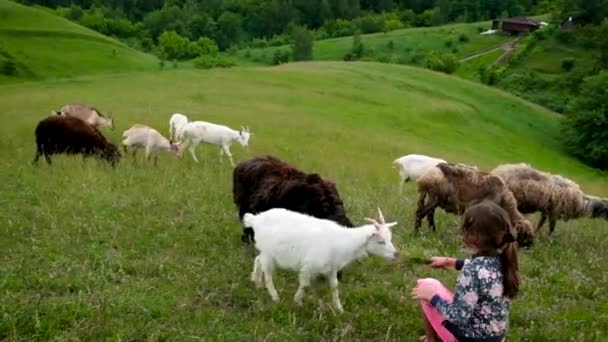 Ein Kleines Mädchen Füttert Eine Ziege Mit Gras Selektiver Fokus — Stockvideo