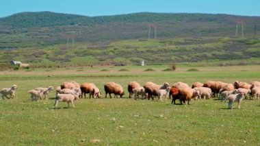 Koyun otlakta otluyor. Seçici odaklanma. Hayvan..