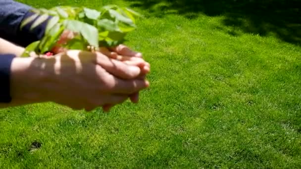 Kind Und Vater Pflanzen Eine Pflanze Selektiver Fokus Kind — Stockvideo