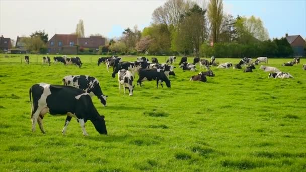 Корови Пасуться Пасовищі Вибірковий Фокус Тварина — стокове відео