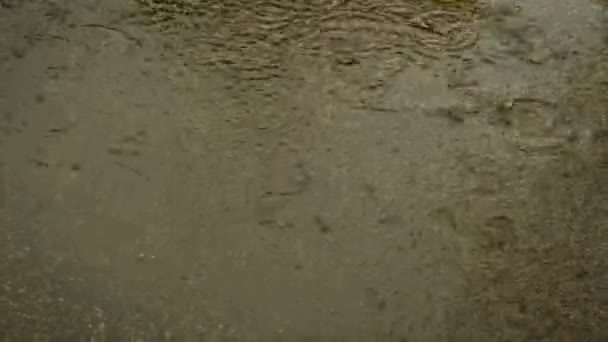ฝนตกลงไปในบ อกโฟก ธรรมชาต — วีดีโอสต็อก