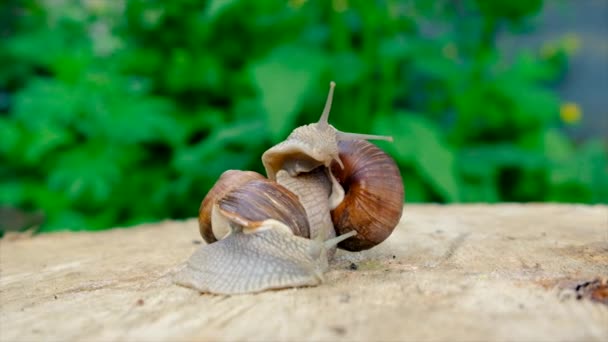 Los Caracoles Arrastran Sobre Árbol Enfoque Selectivo Animal — Vídeos de Stock