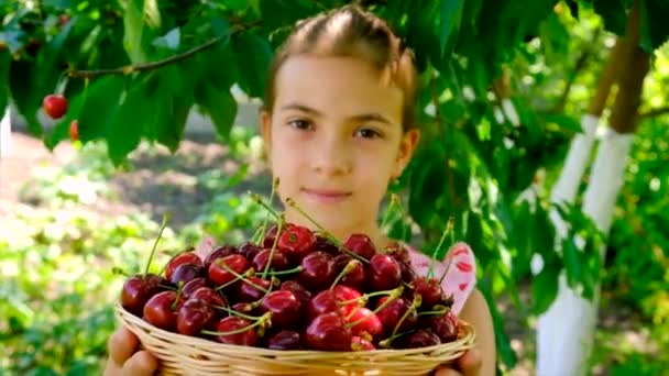 Dítě Sklízí Třešně Zahradě Selektivní Soustředění Jídlo — Stock video