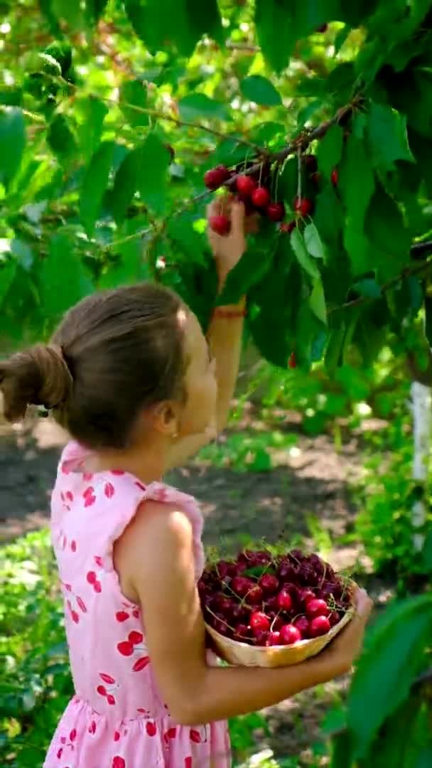 庭で子供がチェリーを収穫する 選択的フォーカス 食べ物 — ストック動画