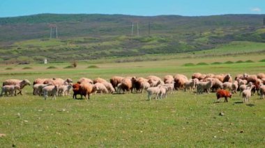 Koyun otlakta otluyor. Seçici odaklanma. Hayvan..