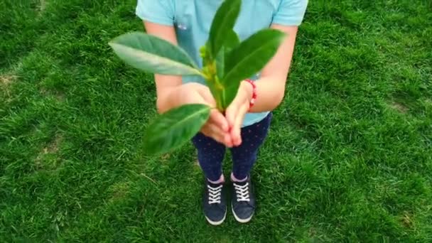 Baumkinder Schützen Die Natur Mit Liebe Selektiver Fokus Kind — Stockvideo