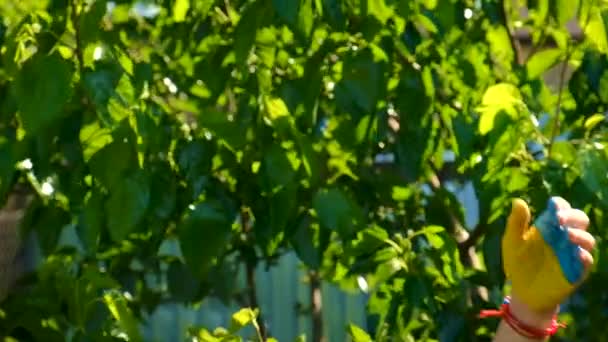 Den Ukrainska Flaggan Dras Barnets Händer Selektivt Fokus Sommar — Stockvideo