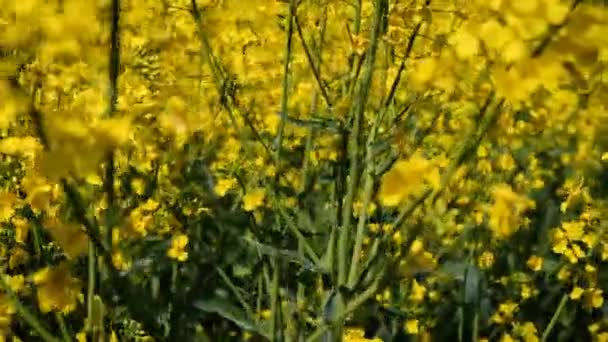 Grande Campo Floração Mostarda Pela Mão Agricultor Masculino Foco Seletivo — Vídeo de Stock