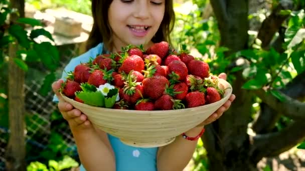 아이는 정원에서 딸기를 수확합니다 선택적 집중입니다 — 비디오