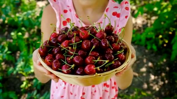 Uma Criança Colhe Cerejas Jardim Foco Seletivo Alimentos — Vídeo de Stock