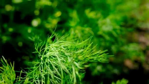 Perejil Verde Eneldo Crecen Jardín Enfoque Selectivo Naturaleza — Vídeo de stock