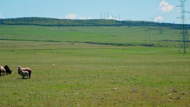 Koyun otlakta otluyor. Seçici odaklanma. Hayvan..