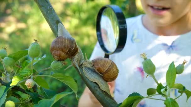 Das Kind Studiert Die Natur Und Betrachtet Die Schnecke Selektiver — Stockvideo