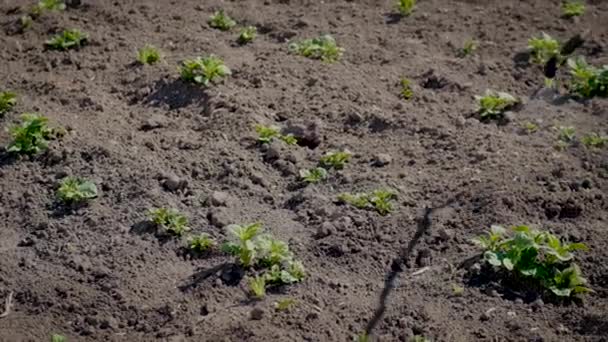 Ošetřete Zahradu Jedovatým Herbicidem Plevele Škůdců Selektivní Soustředění Nature — Stock video