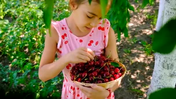 Lapsi Korjaa Kirsikoita Puutarhassa Valikoiva Keskittyminen Elintarvikkeet — kuvapankkivideo