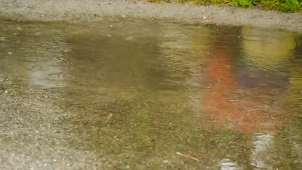 雨滴在水坑里 有选择的重点 — 图库视频影像