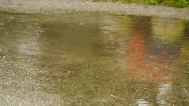 Lluvia Gotea Charcos Enfoque Selectivo Naturaleza — Vídeos de Stock