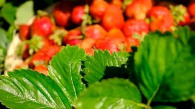 Bahçeden çilek toplayın. Seçici odaklanma. Yiyecek..