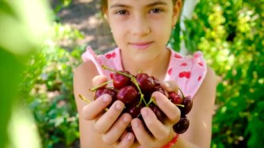 Bir çocuk bahçede kiraz topluyor. Seçici odaklanma. Yiyecek..