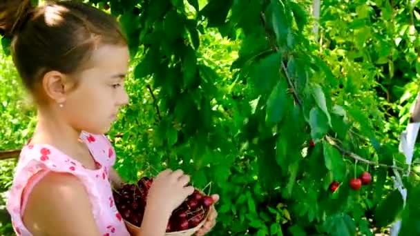 Bambino Raccoglie Ciliegie Giardino Concentrazione Selettiva Alimenti — Video Stock