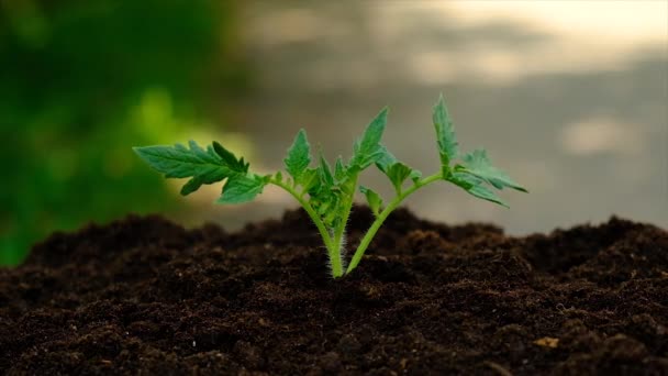 Small Plant Grows Soil Selective Focus Nature — Vídeo de Stock