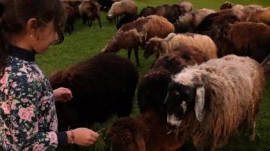 Bir kız çocuğu otlakta koyunlarla koşuyor. Seçici odaklanma. Doğa.