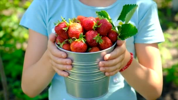 庭で子供がイチゴを収穫する 選択的フォーカス 食べ物 — ストック動画