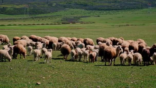 Sheep Graze Pasture Selective Focus Animal — Stockvideo