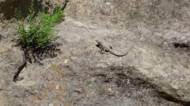 Lizards run in rocks and mountains. Selective focus. Nature.