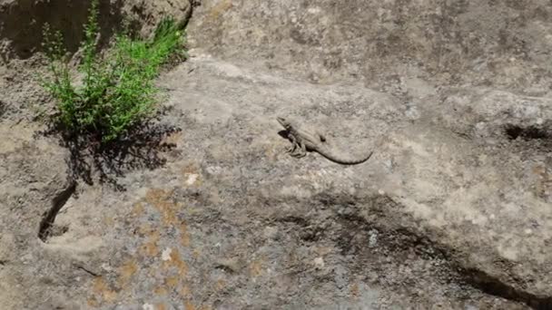 Lizards Run Rocks Mountains Selective Focus Nature — Stock Video