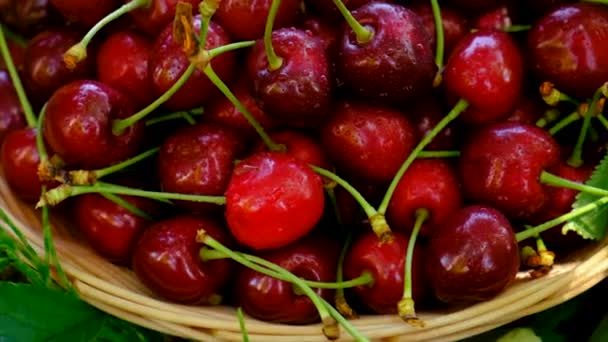 Cosecha Cereza Jardín Enfoque Selectivo Comida — Vídeos de Stock