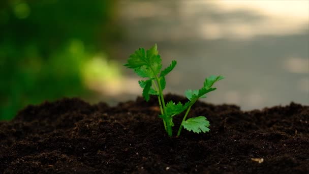 Uma Pequena Planta Cresce Solo Foco Seletivo Natureza — Vídeo de Stock