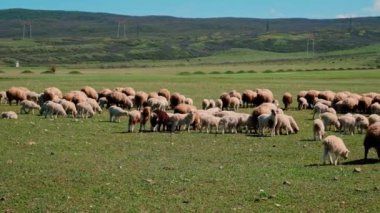 Koyun otlakta otluyor. Seçici odaklanma. Hayvan..
